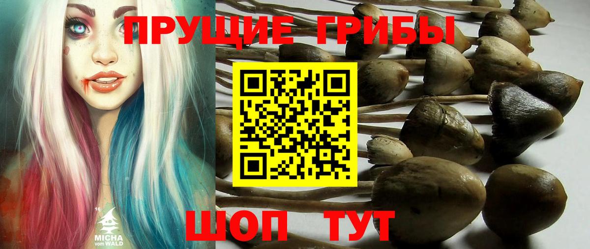 Оренбург  Псилоцибиновые грибы прущие грибы  Вход с VPN 